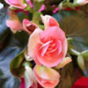 Meet your Posher, Macmurrayinmpnj